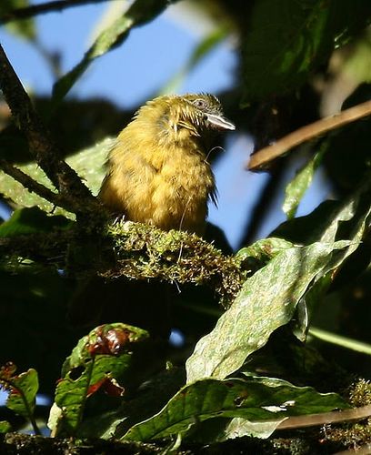 Ochre-breasted tanager